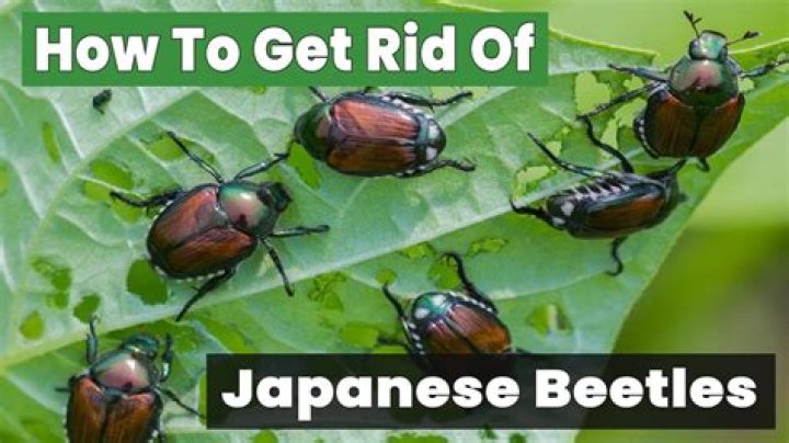 How to Get Rid of Japanese Beetles Naturally: A Comprehensive Guide