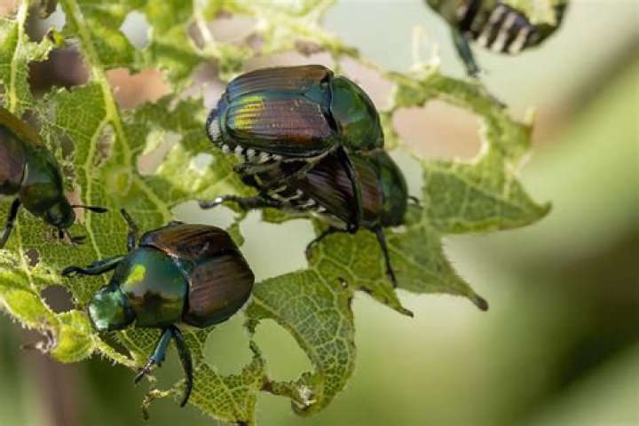How to Get Rid of Japanese Beetles on Plants: A Comprehensive Guide