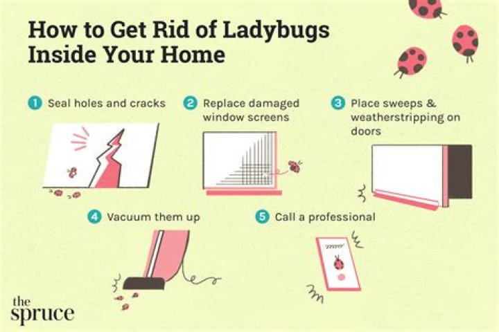 How to Prevent Ladybugs from Getting Inside: Comprehensive Guide for Homeowners