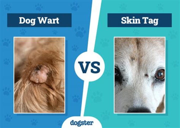 How to Treat Skin Tags on Dogs: A Comprehensive Guide