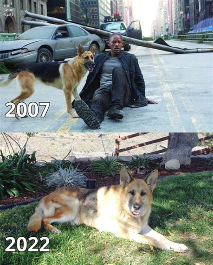 I Am Legend: The Dog - Unraveling the Story Behind the Iconic Companion