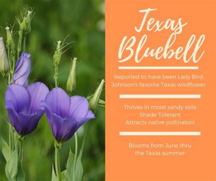 Is Blue Bell Only in Texas? Exploring the Myths and Facts