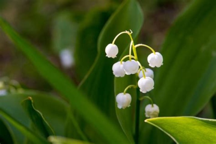 Is Lily of the Valley Poisonous: A Comprehensive Guide to Understanding Its Risks and Benefits