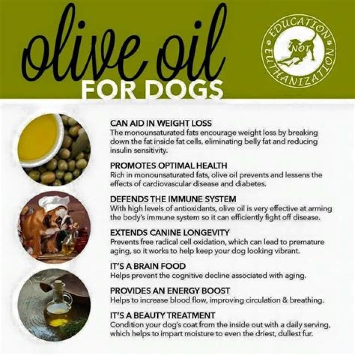 Is Olive Oil Harmful to Dogs? Understanding the Facts and Risks