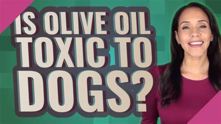 Is Olive Oil Toxic to Dogs? Understanding the Risks and Benefits