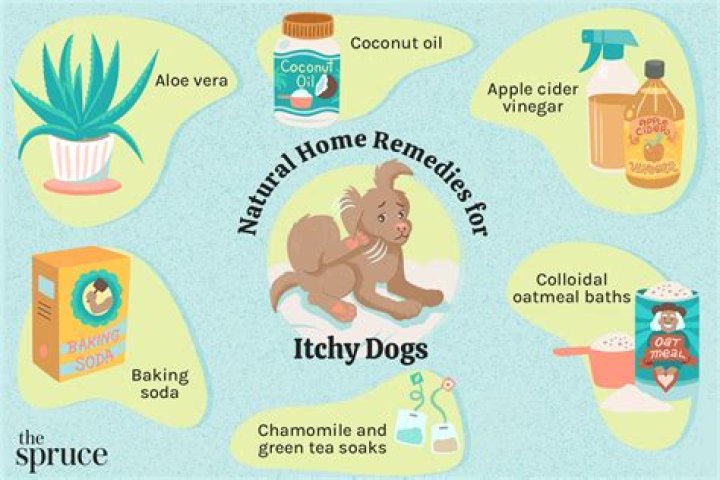 Is Olive Oil Safe for Dogs to Eat? A Comprehensive Guide