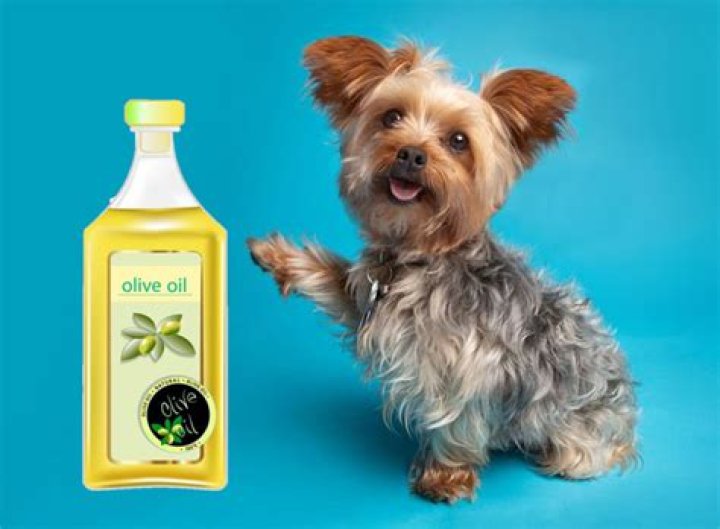 Is Olive Oil Safe for Dogs? Discover the Facts and Benefits
