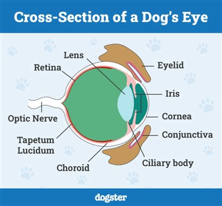 Is Zucchini Safe for Dogs? A Comprehensive Guide for Pet Owners