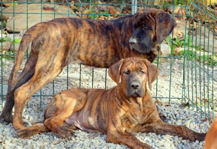 Unveiling the Majesty of the Japan Mastiff: A Comprehensive Guide