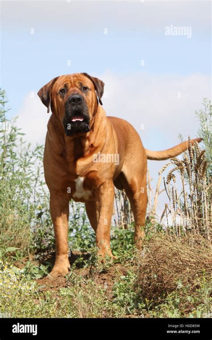 Discover the Majestic Japanese Dog Tosa: A Comprehensive Guide