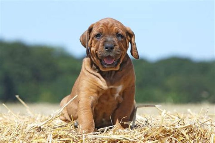 Japanese Tosa Puppy: The Ultimate Guide to Raising and Understanding This Majestic Breed