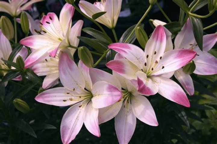 Japanese Spider Lily Meaning: Unveiling the Mystical Symbolism and Cultural Significance