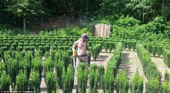 John B. McLemore: The Mastermind Behind the Enigmatic Genius