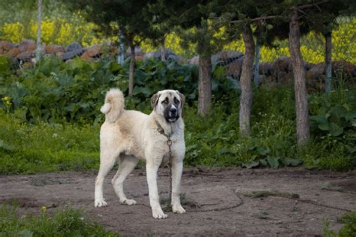 Exploring Kangal: The Majestic Turkish Breed of Sheepdogs