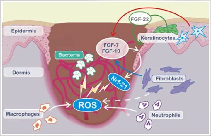 Unveiling the Power of KGF Growth Factor: A Comprehensive Guide