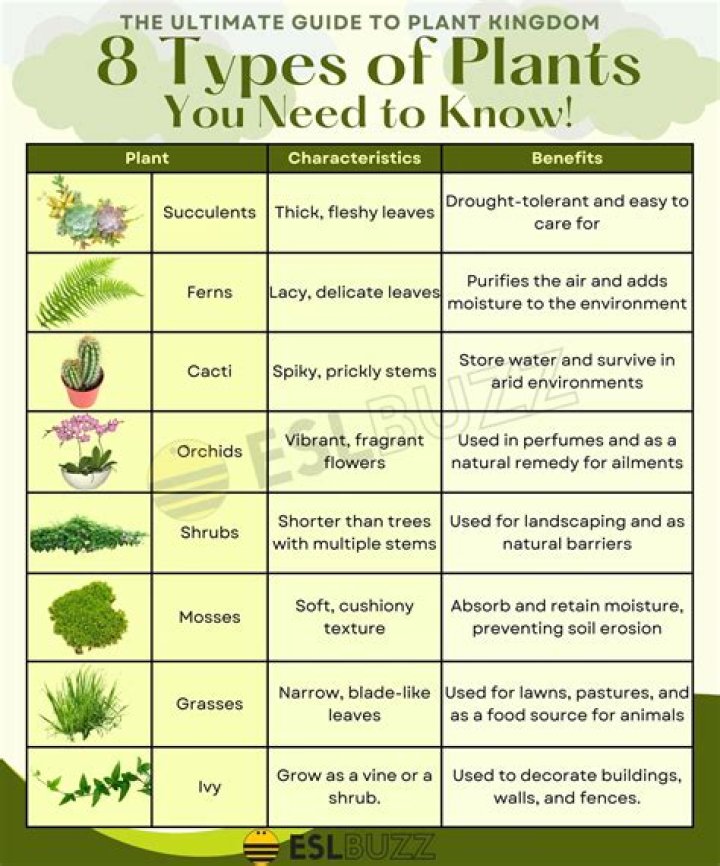 Kinds of Easy-to-Care-for Houseplants for Your Home