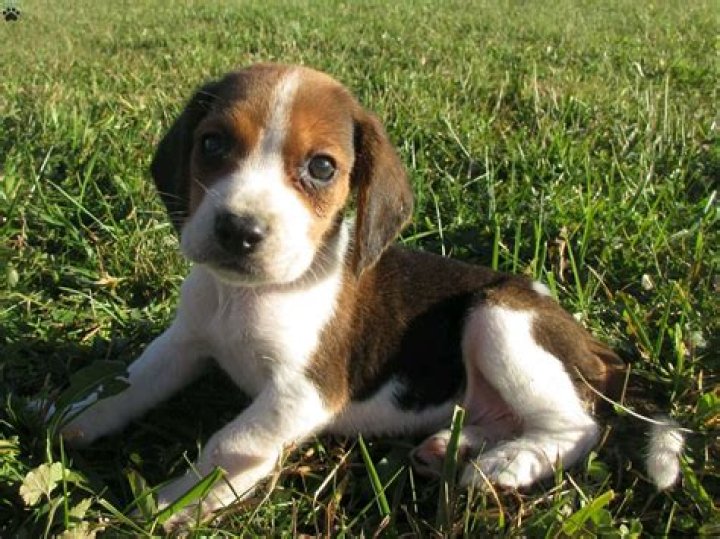 Lab Beagle Mix: The Ultimate Guide to This Lovable Hybrid Breed