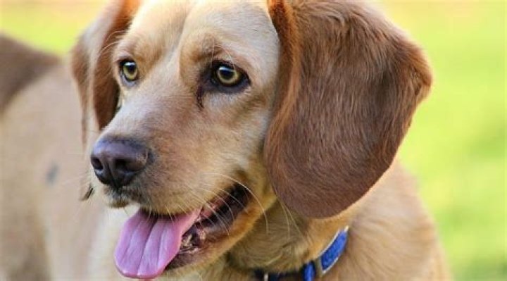 Lab Mixed with a Beagle: The Ultimate Companion Dog Breed Guide