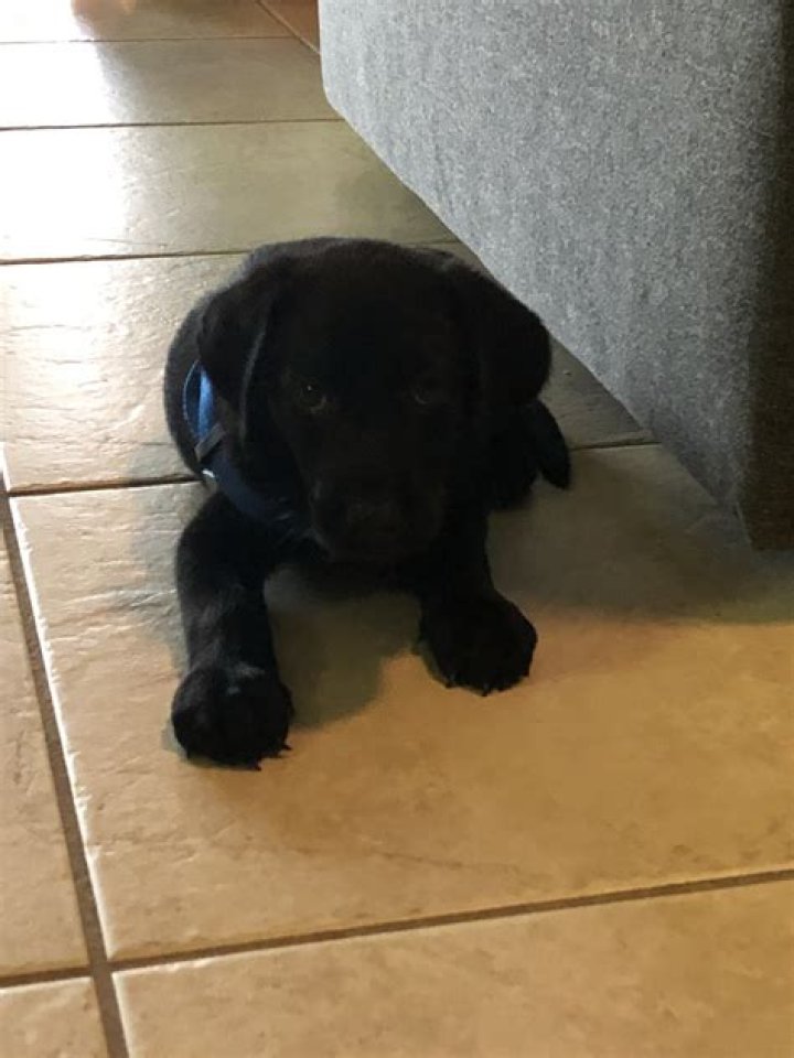 Adopting Labrador Puppies in Tampa, Florida: Your Ultimate Guide