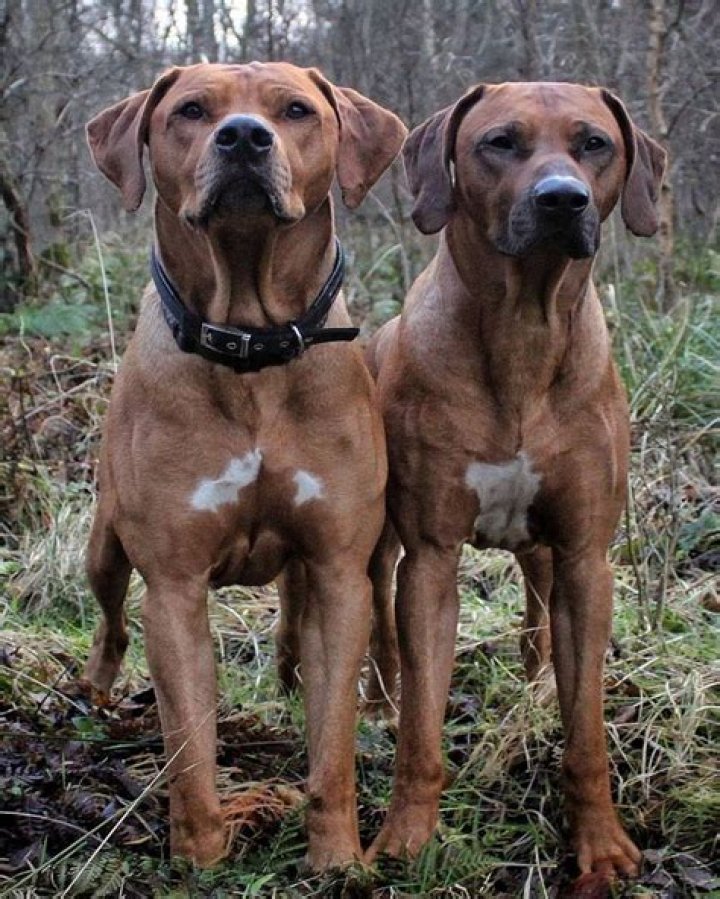 Large Ridgeback Dog: The Ultimate Guide to Owning a Majestic Companion