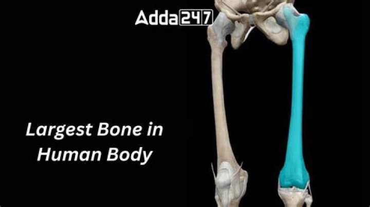 The Largest Bone in Your Body: Understanding Its Role and Importance