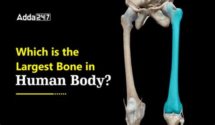 The Largest Bone of the Body: Understanding the Significance of the Femur