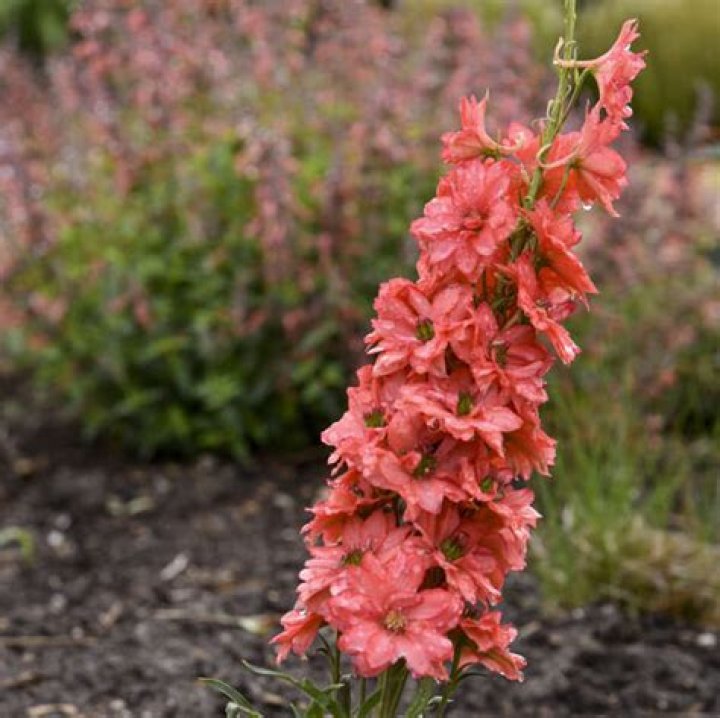 Larkspur Ferry Schedule: A Comprehensive Guide to Your Marin County Adventure
