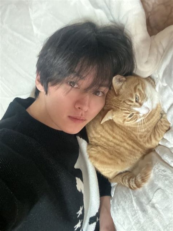 Lee Know's Cats: A Furry Journey into the Heart of K-Pop Stardom
