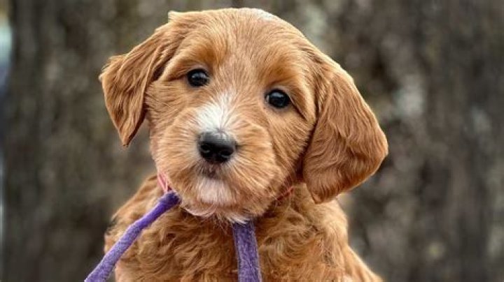 Understanding the Lifespan of Goldendoodle: A Comprehensive Guide for Owners