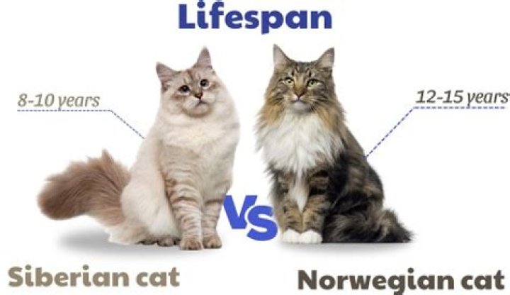 Exploring the Lifespan of Norwegian Forest Cats: A Comprehensive Guide
