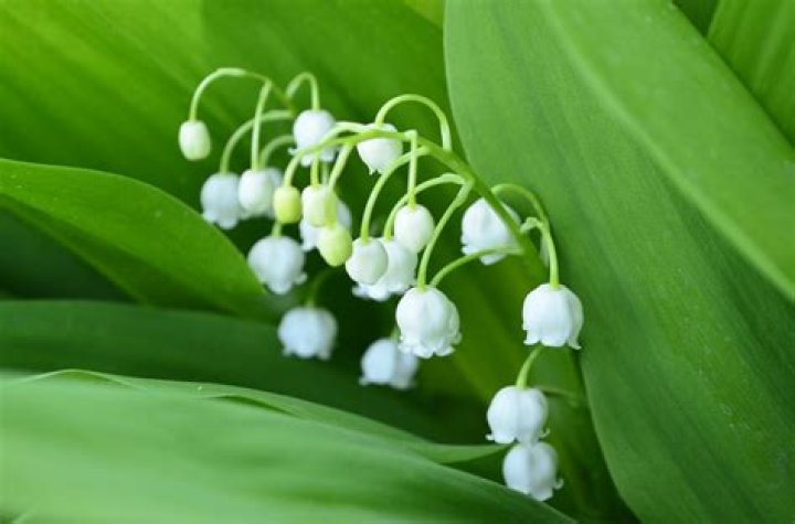 Lily of the Valley Plant Poisonous: A Comprehensive Guide to Safety and Awareness
