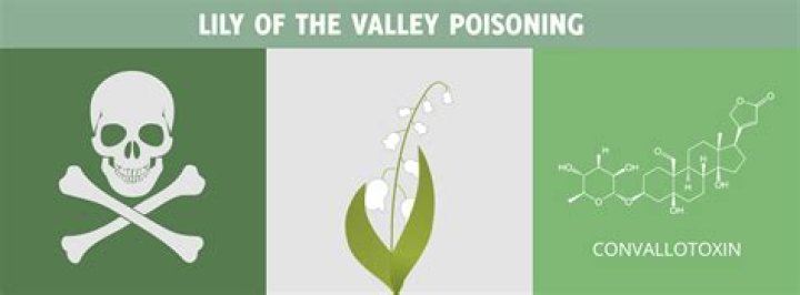 Lily of the Valley Poison Antidote: A Comprehensive Guide to Safety and Treatment