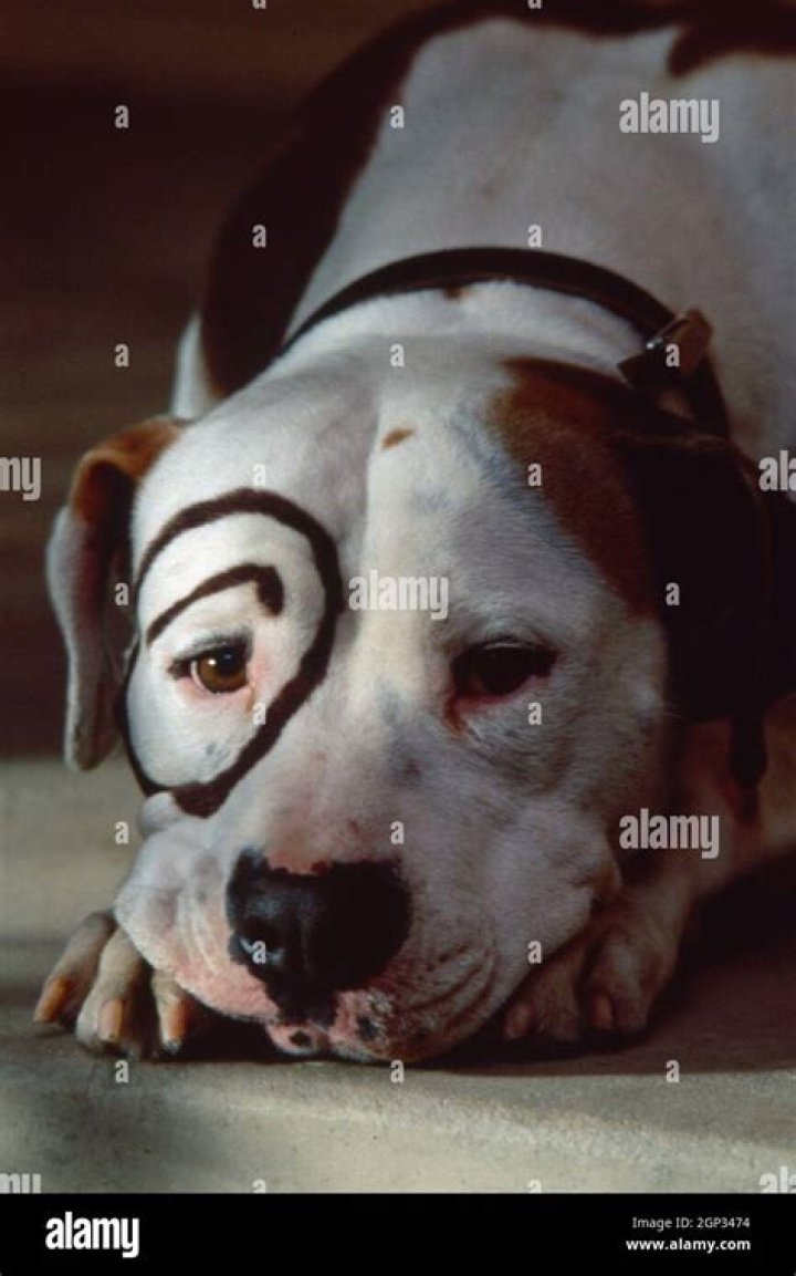 Little Rascals Petey 1994: A Comprehensive Look at the Iconic Dog and His Legacy