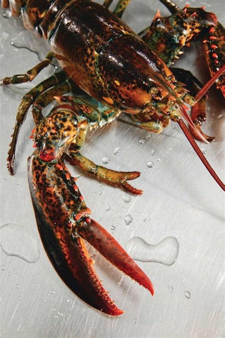 Lobsters and Pain: Understanding the Science and Ethical Implications