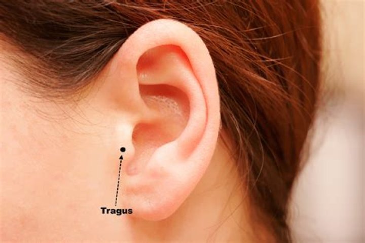 Location of Tragus: A Comprehensive Guide to Understanding Its Importance