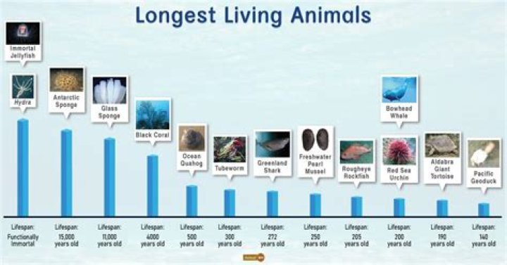 Exploring the Fascinating World of the Longest Living Animals