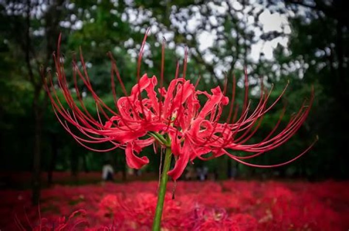 Lycoris Radiata Meaning: Unveiling the Enigmatic Spider Lily