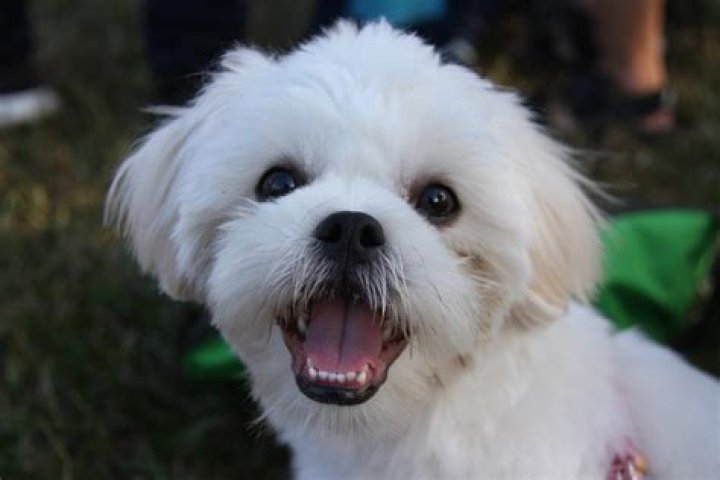 Maltese and Poodle Mix Dog: The Ultimate Guide to This Adorable Companion