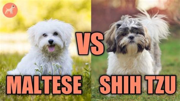 Maltese Teddy Bear Poodle Mix: The Ultimate Guide to This Adorable Companion