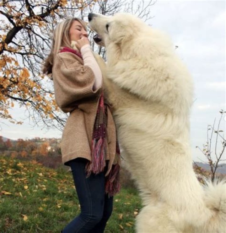 Discover the Charm of Massive White Fluffy Dogs: A Comprehensive Guide