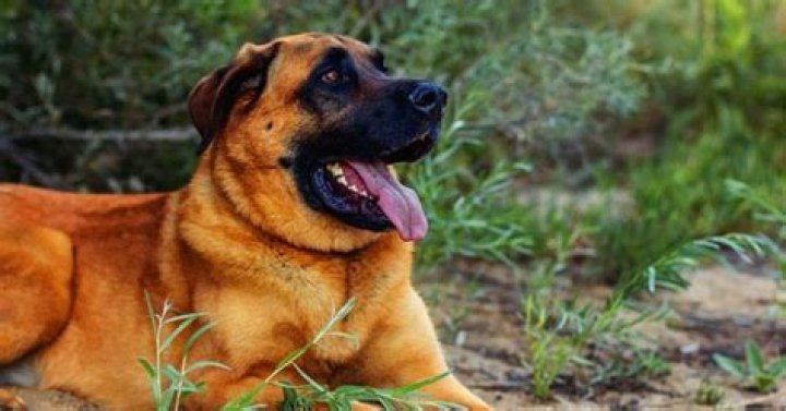 Mastiff Mix Dogs: The Ultimate Guide to Understanding and Owning These Gentle Giants