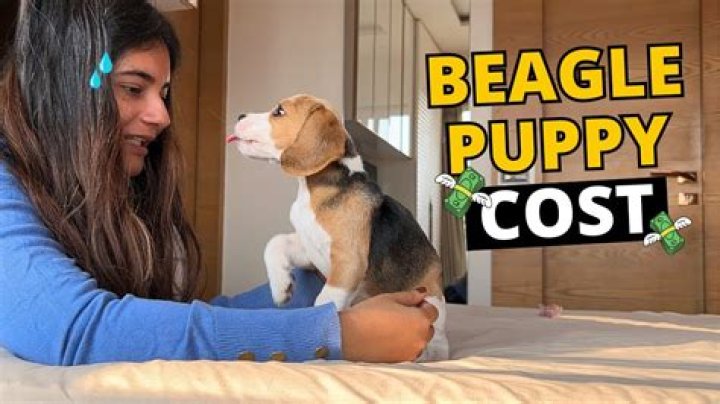 Meet Beagle Cost: A Comprehensive Guide to Owning and Caring for Your Beagle