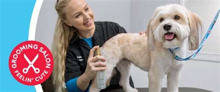 Mobile Grooming Memphis TN: Your Ultimate Guide to On-Demand Pet Care