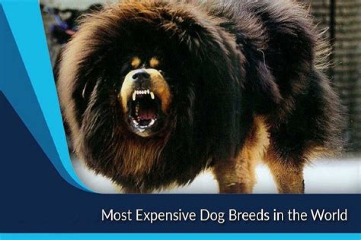 Discover the Most Expensive Dog Breed in the World: A Comprehensive Guide