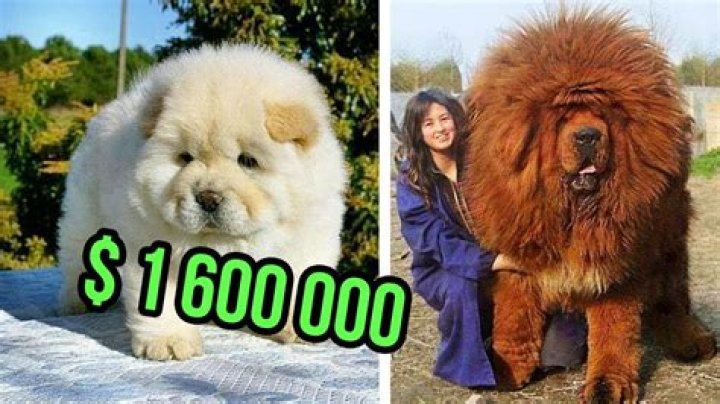Most Expensive Puppy Breed: Discover the World&rsquo;s Most Luxurious Dogs