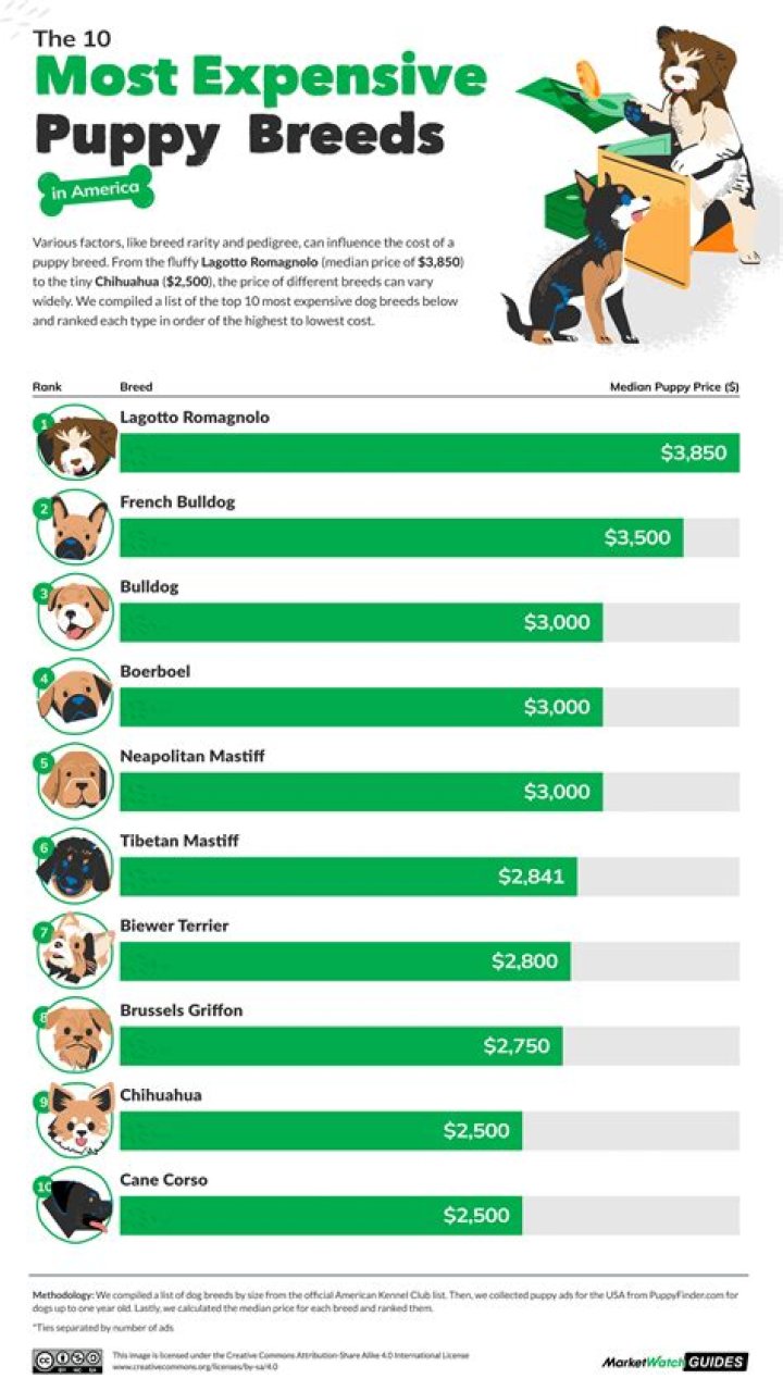Most Expensive Puppy Breeds: Discover the World's Elite Canine Companions