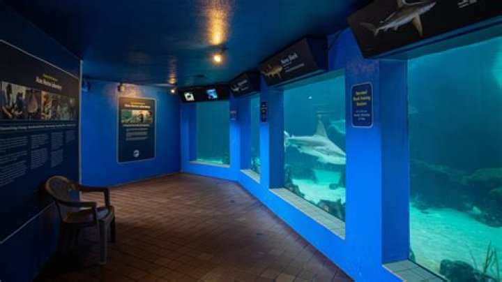 Mote Marine Laboratory & Aquarium: A Gateway to Marine Wonders at Ken Thompson Parkway, Sarasota, FL