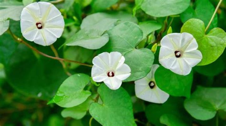 Nagi Hikaruone436: A Comprehensive Guide