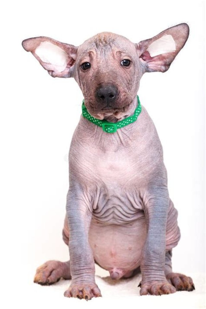 Naked Dog Breed: A Comprehensive Guide to the Hairless Canine Companion