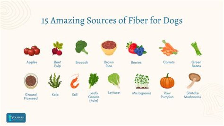 Natural Fiber for Dogs: A Comprehensive Guide to Boosting Your Dog's Health